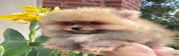 Pomeranian dogs for sale: Benny - Ad 2