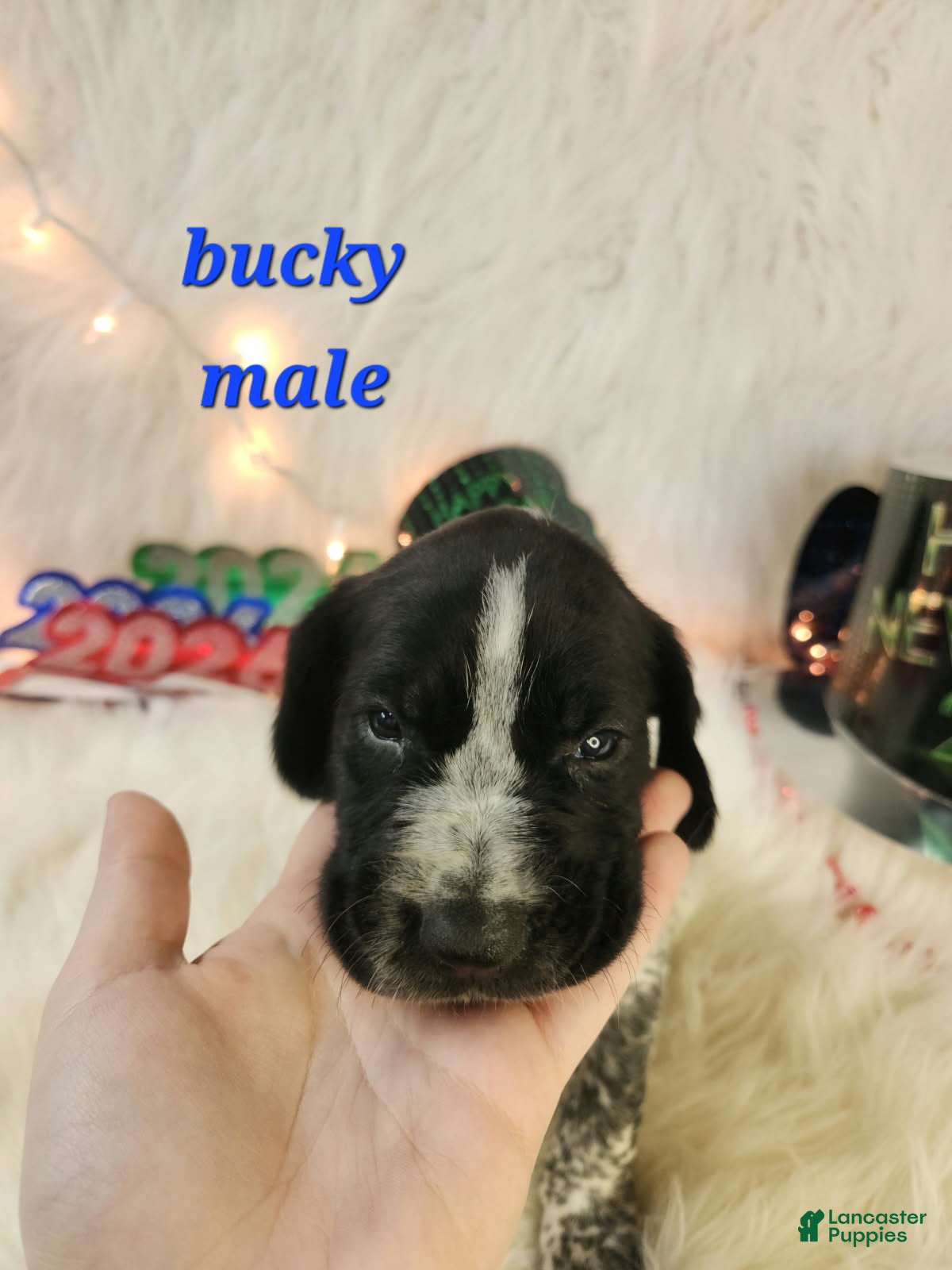 German Shorthaired Pointer dogs Bucky - Ad 23