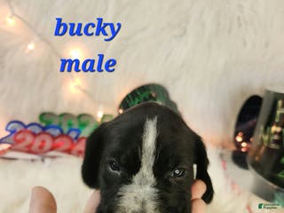 German Shorthaired Pointer dogs Bucky - Ad 32