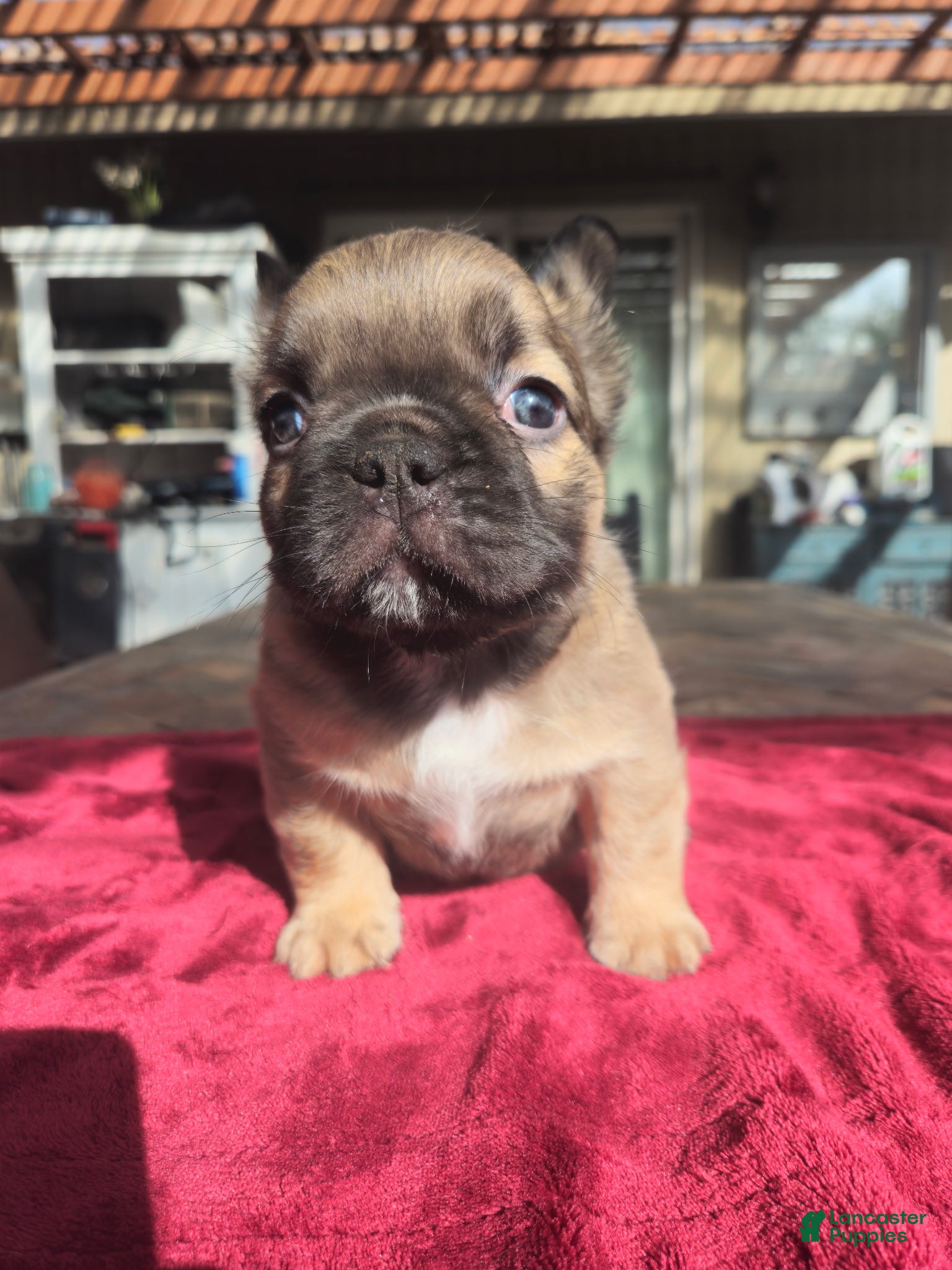 French Bulldog dogs Jade - Ad 2