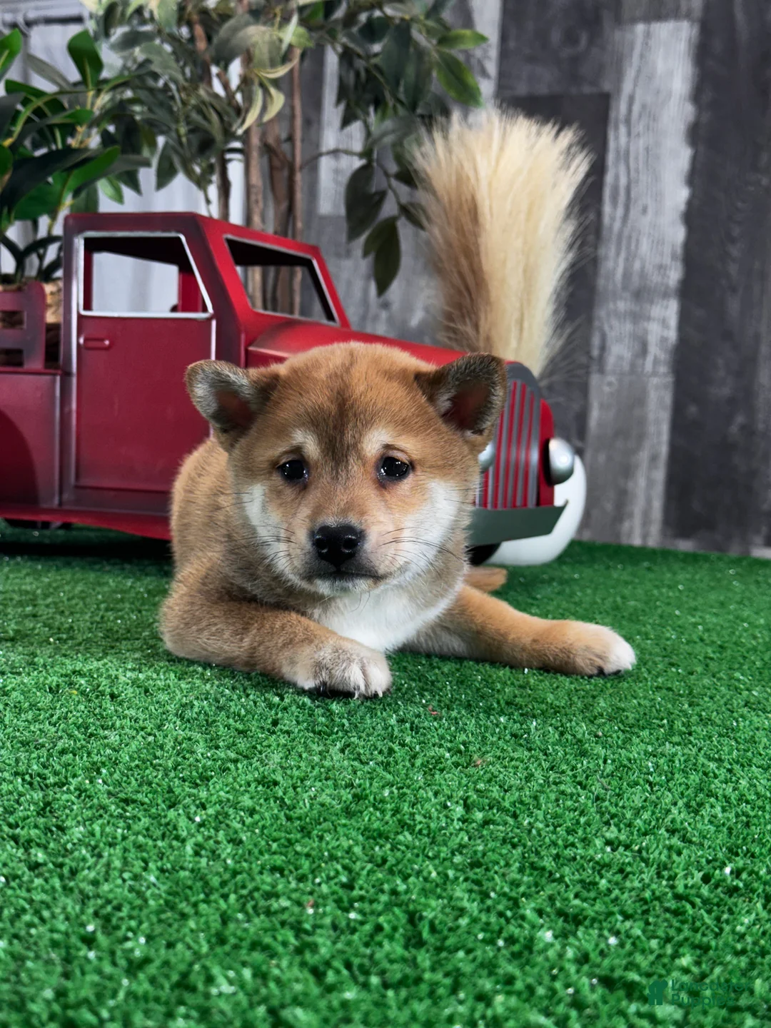 Shiba Inu dogs for sale: Ivan - Ad 1