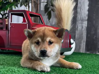 Shiba Inu dogs Ivan - Ad 6