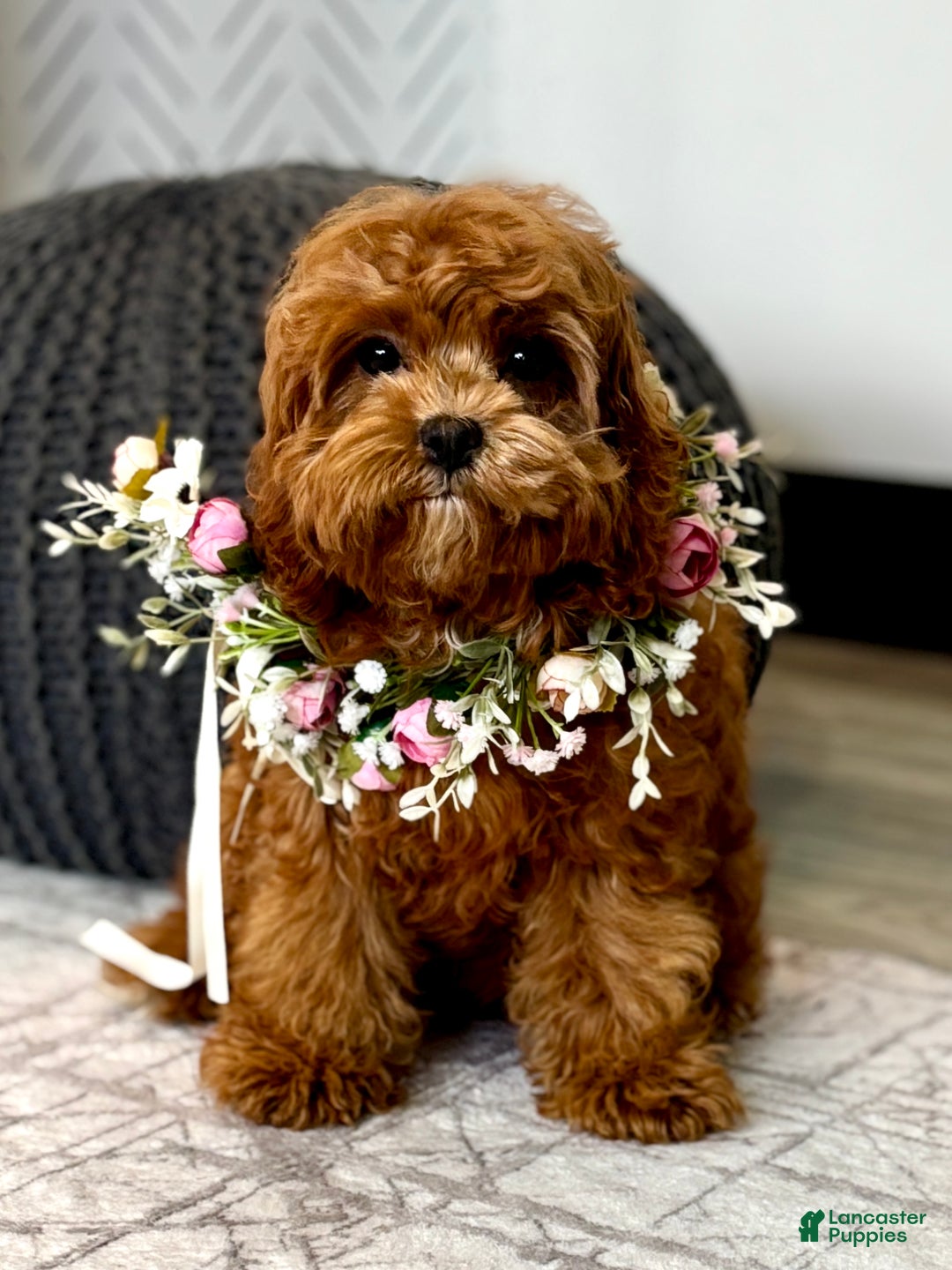 Cavapoo dogs for sale: Fifi - Ad 3