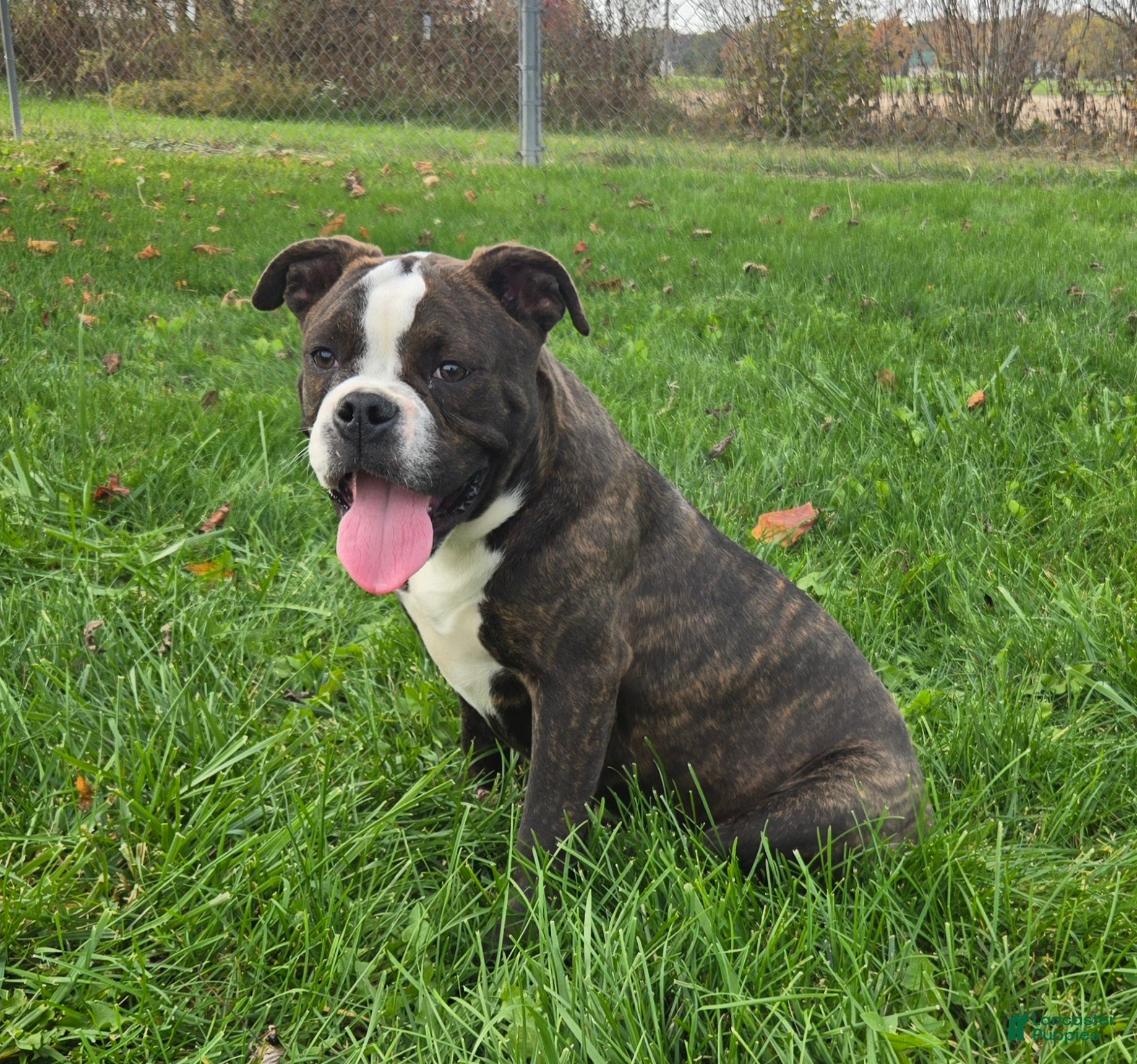 Olde English Bulldogge dogs for sale: Henry - Ad 1