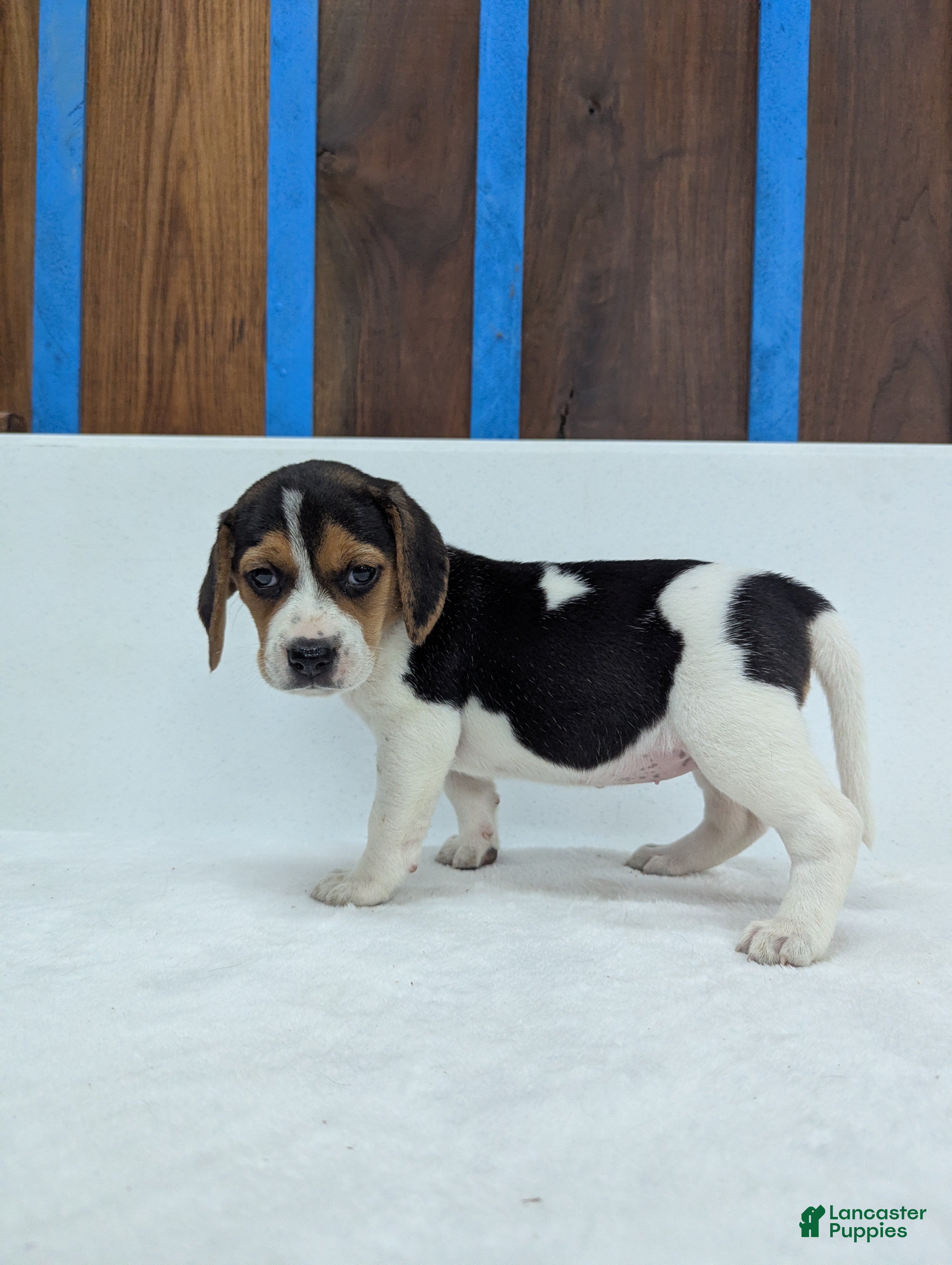 Beagle dogs Roxy - Ad 35