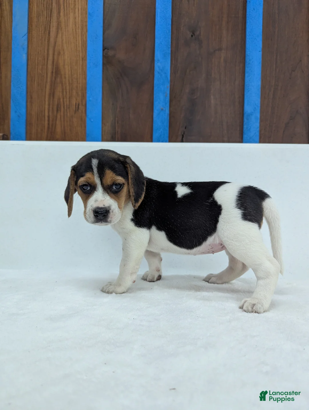 Beagle dogs for sale: Roxy - Ad 1