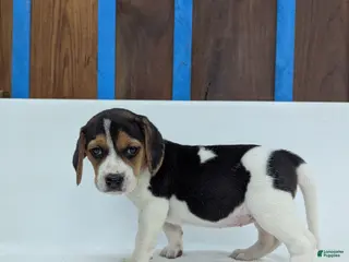Beagle dogs Roxy - Ad 23