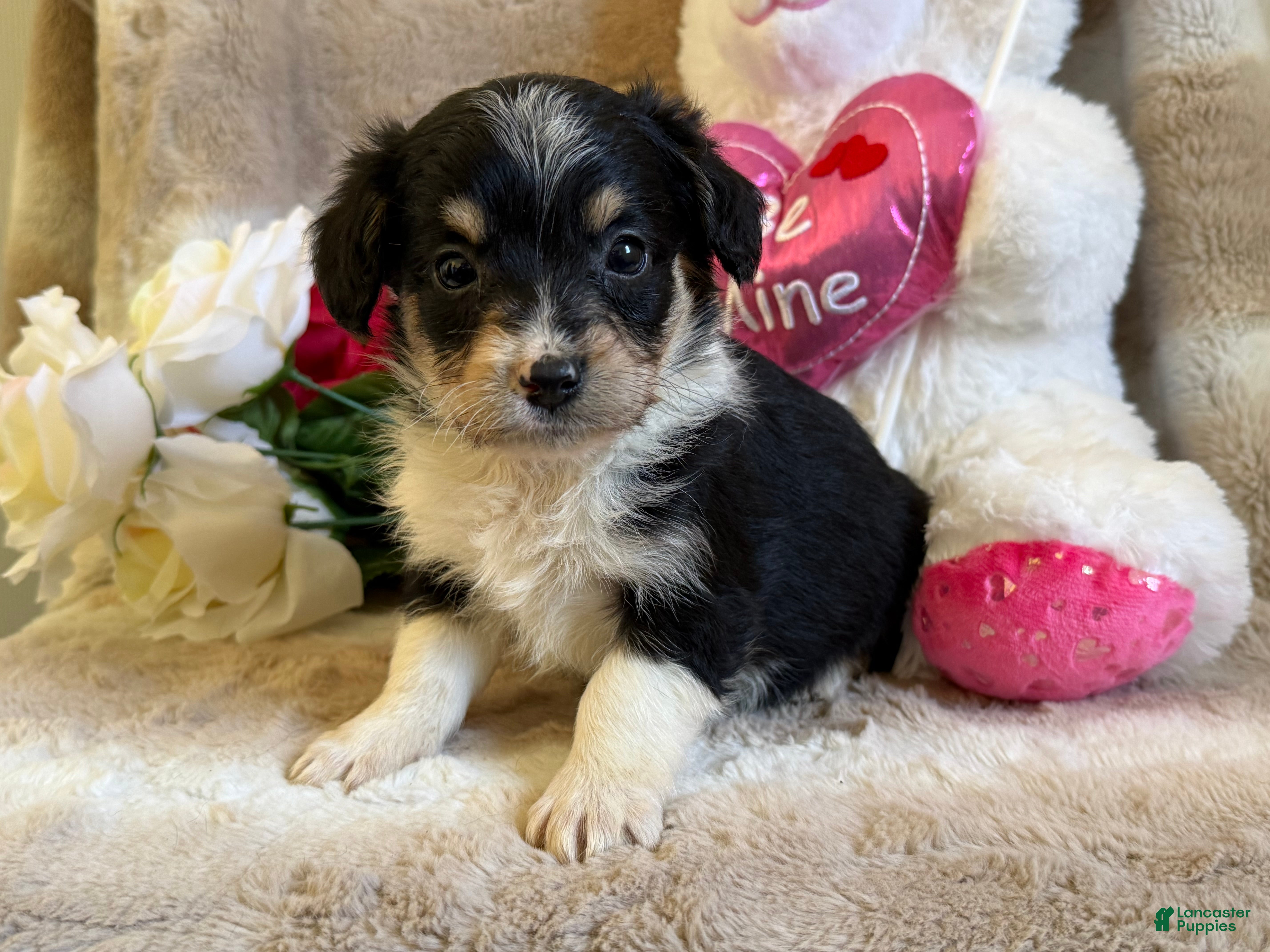 Mixed Breed dogs Caries - Ad 41