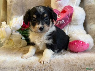 Mixed Breed dogs Caries - Ad 41