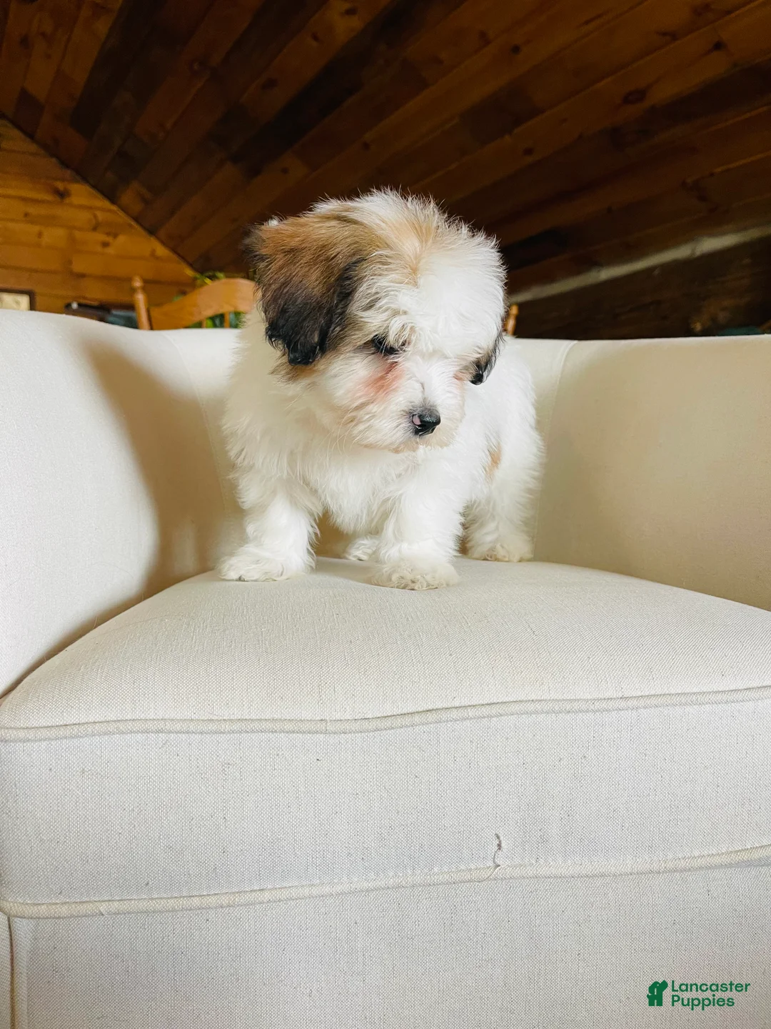 Mixed Breed dogs for sale: “ Bentley “ SPRING BREAK SALE - Ad 6