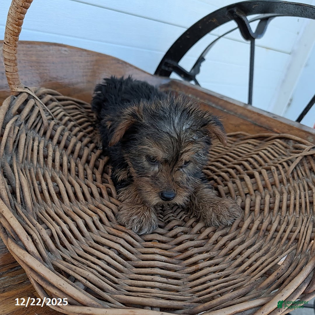 Yorkshire Terrier dogs for sale: Rudolph - Ad 2