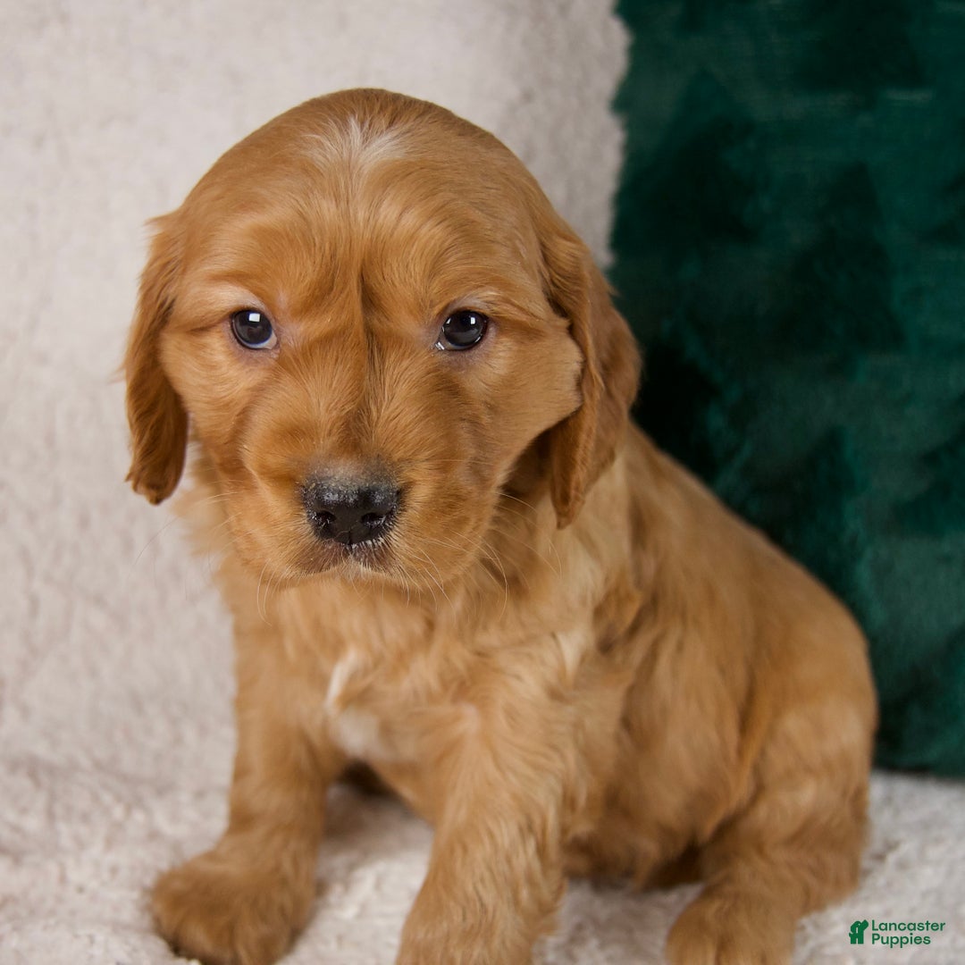 Mixed Breed dogs for sale: Marshall - Ad 3