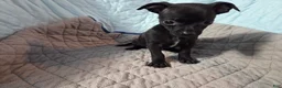 Chihuahua dogs for sale: Chihuahua 4 - Ad 3