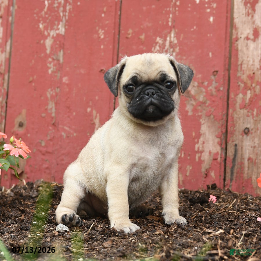 Pug dogs Koda - Ad 2