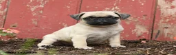 Pug dogs for sale: Koda - Ad 2