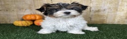 Mixed Breed dogs for sale: Dottie - Ad 2