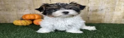 Mixed Breed dogs for sale: Dottie - Ad 4