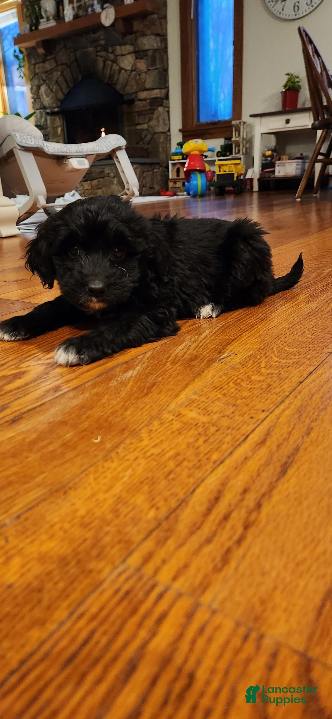 Portuguese Water Dog dogs for sale: Everest - Ad 4