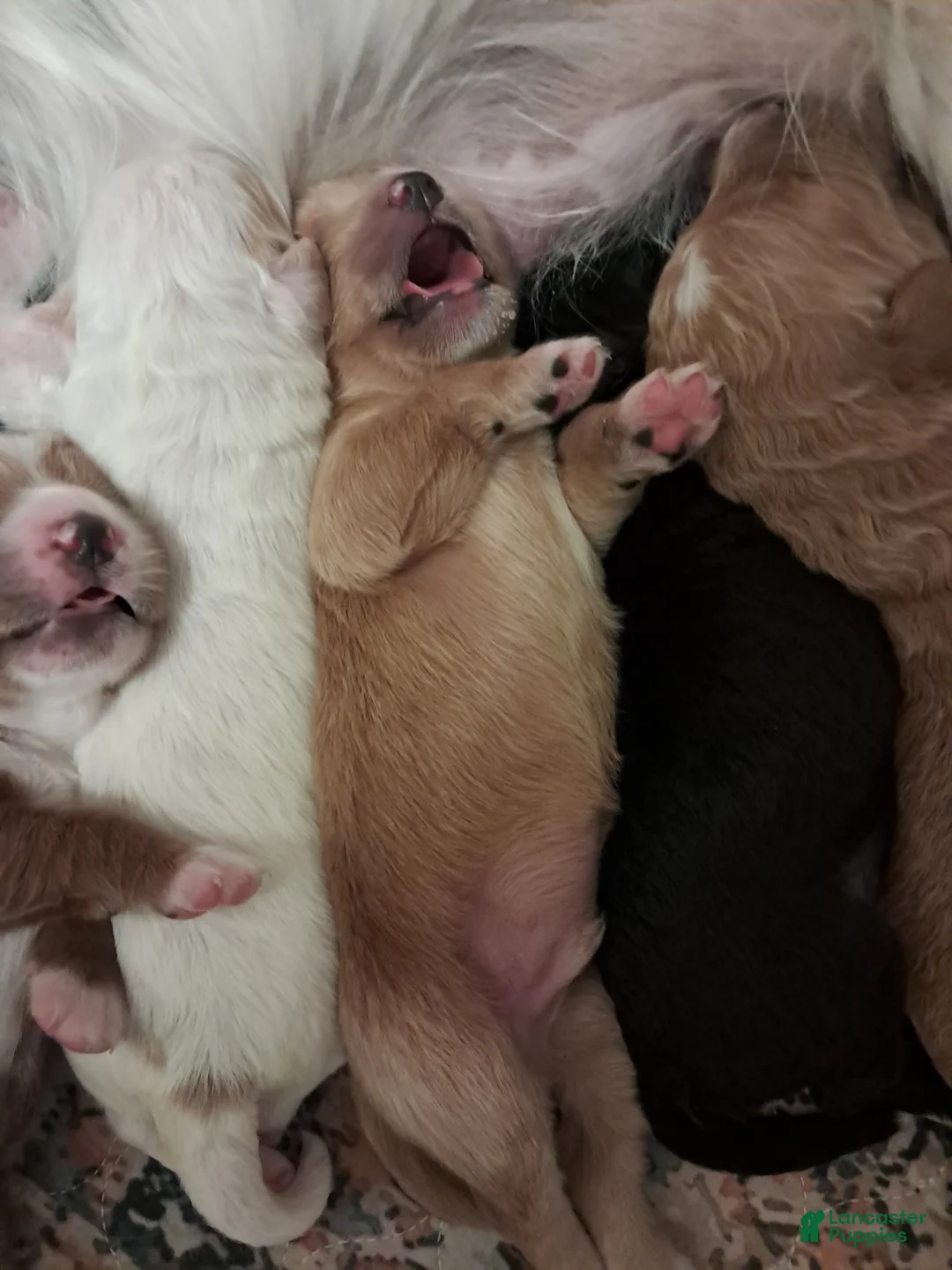 Double Doodle dogs for sale: Cyrus - Ad 1
