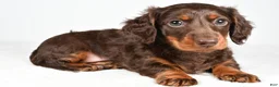 Miniature Dachshund dogs for sale: Sonny  - Ad 10