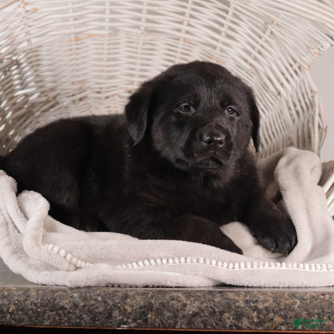 Mixed Breed dogs for sale: Wilber - Ad 4