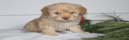 Miniature Poodle dogs for sale: Star - Ad 3