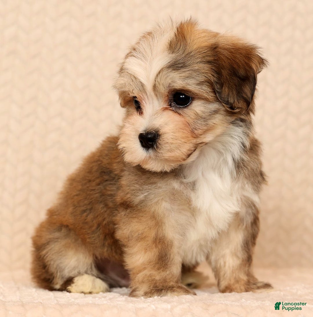 Yochon dogs for sale: Ollie - Ad 6