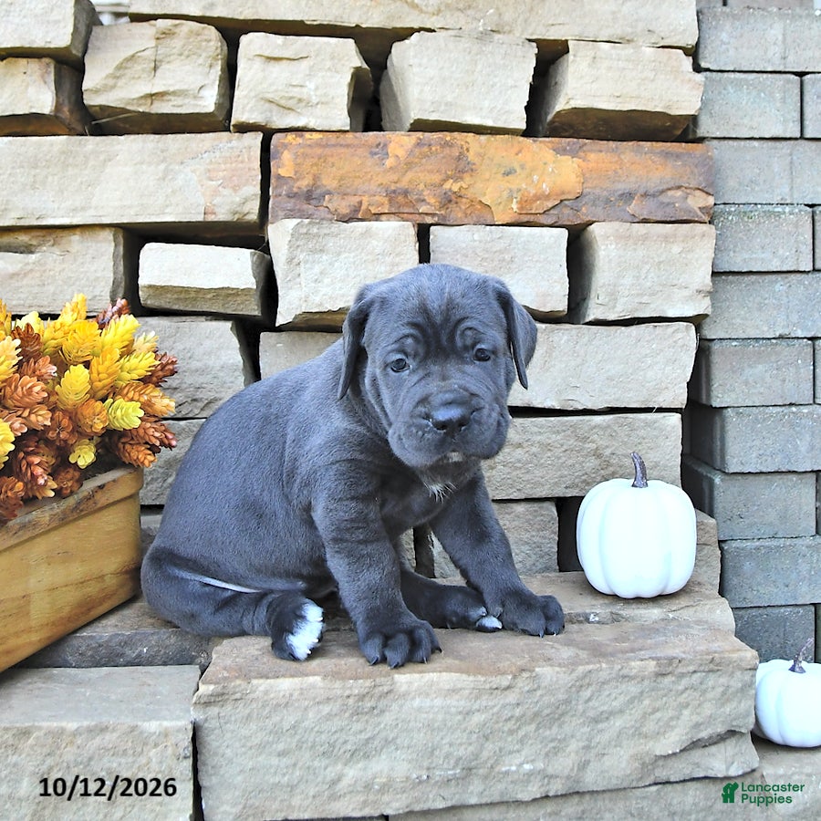 Cane Corso dogs Rio - Ad 2