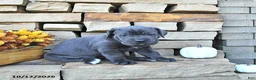 Cane Corso dogs for sale: Rio - Ad 2
