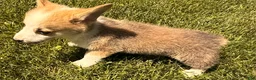 Welsh Corgi Pembroke dogs for sale: Floyd - Ad 12