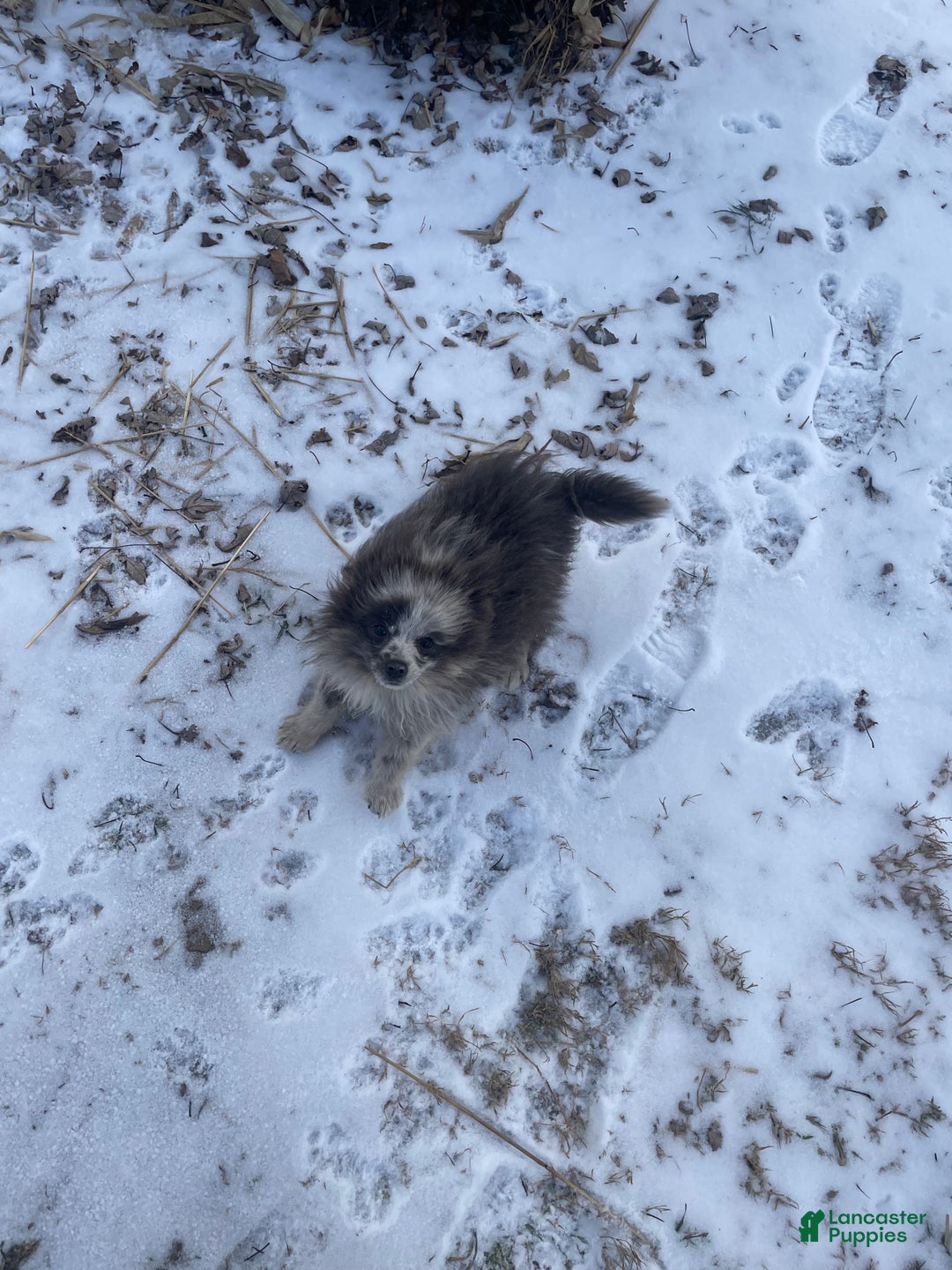 Pomeranian dogs for sale: Pomeranian Puppy 1 - Ad 6