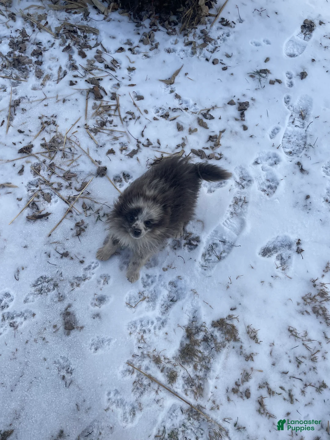 Pomeranian dogs for sale: Pomeranian Puppy 1 - Ad 6