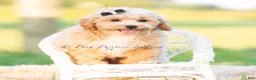 Maltipoo dogs for sale: Louie - Ad 3