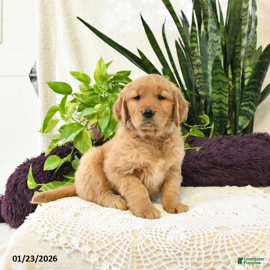 Golden Retriever dogs for sale: Sage - Ad 2