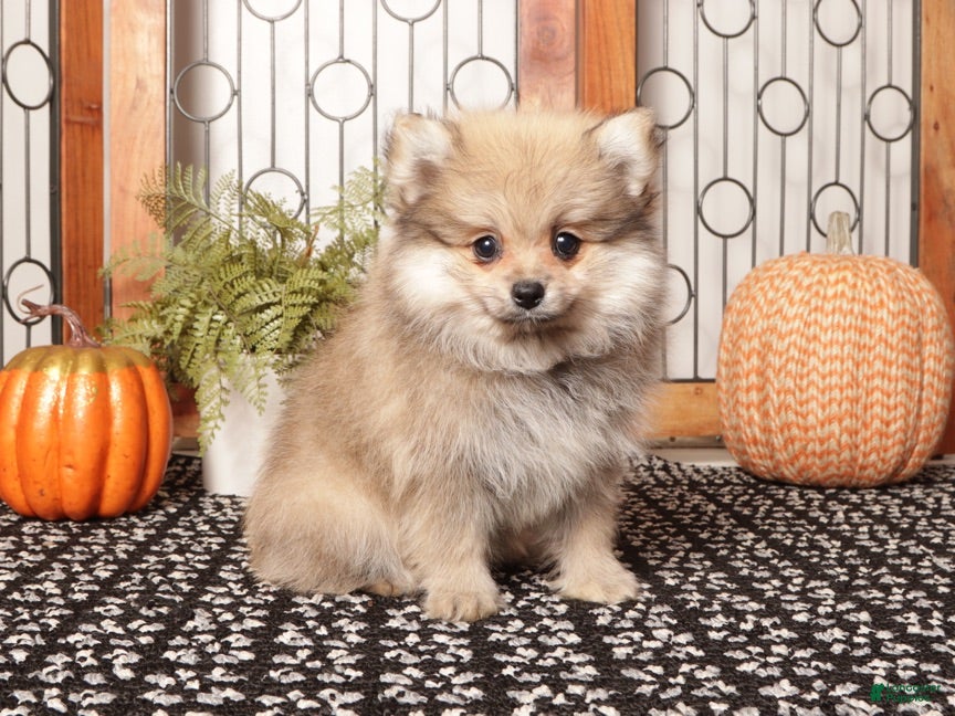 Pomeranian dogs Sage Sable Female Pomeranian  - Ad 1