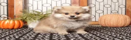 Pomeranian dogs for sale: Sage Sable Female Pomeranian  - Ad 1