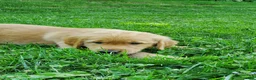 Golden Retriever dogs for sale: Copper - Ad 5