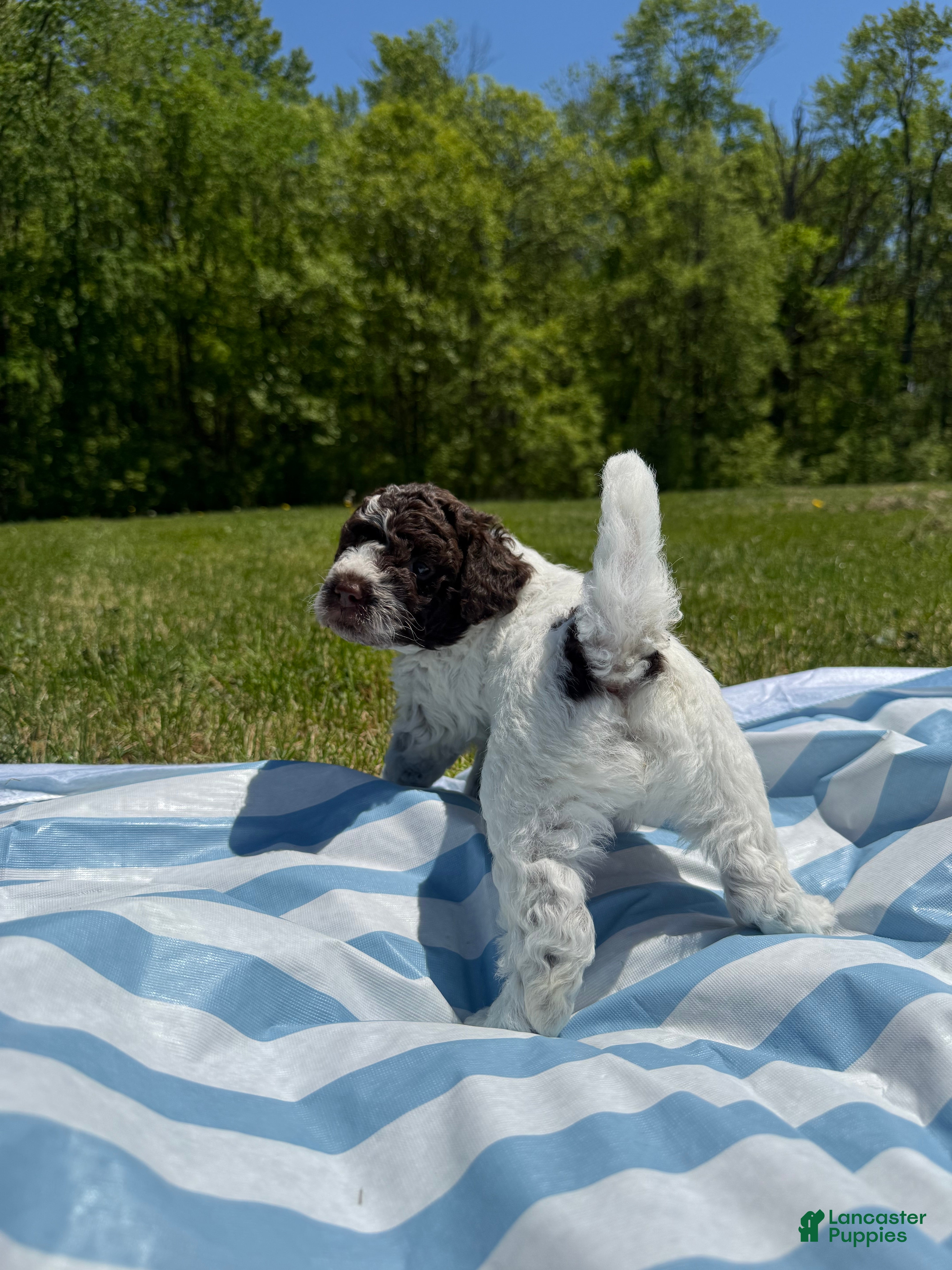 Lagotto Romagnolo dogs Lagotto Romagnolo Puppy 2 - Ad 10