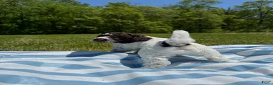 Lagotto Romagnolo Puppy 2