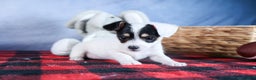 Chipoo dogs for sale: Kisses - Ad 17