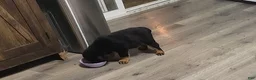Rottweiler dogs for sale: Rottweiler- Male "No collar" - Ad 3