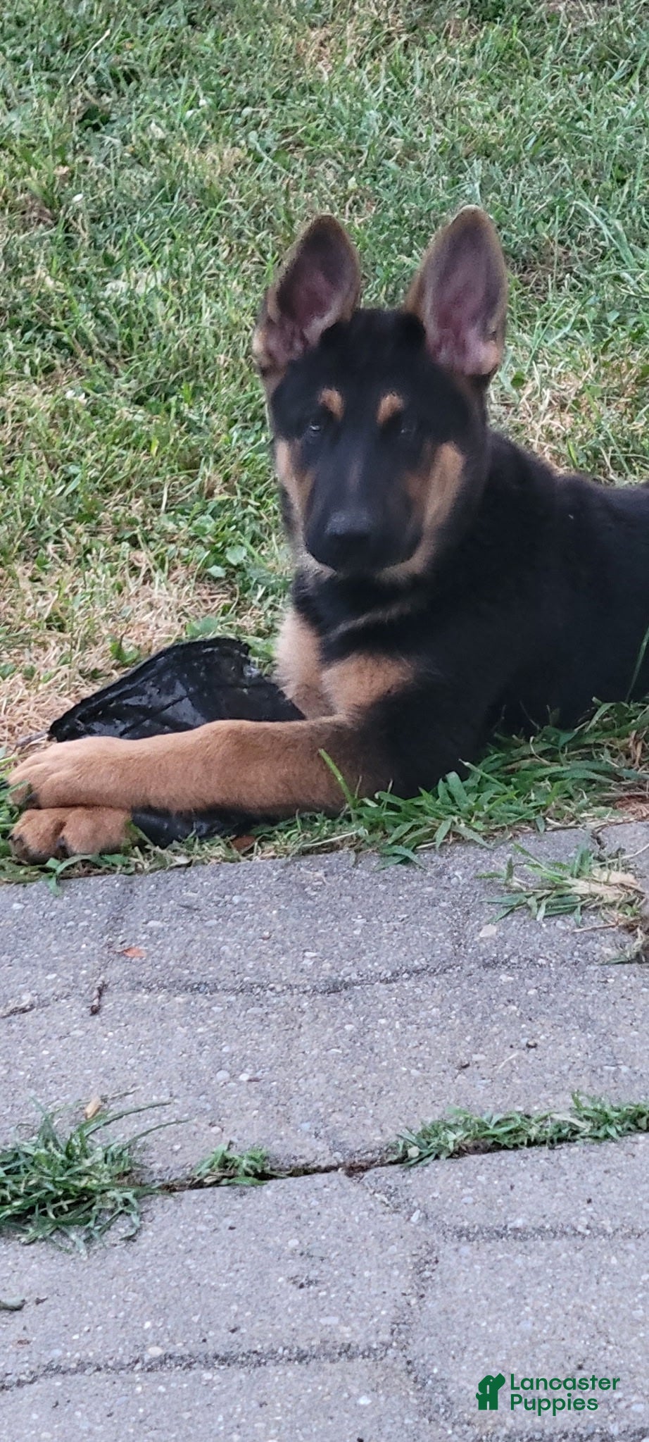 German Shepherd dogs Matthew - Ad 1