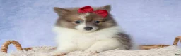 Pomeranian dogs for sale: Everest🐾 - Ad 15