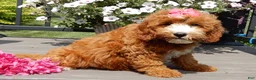 Mini Goldendoodle dogs for sale: Jane - Ad 4