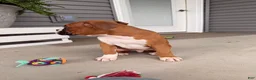 Boxer dogs for sale: Clint  - Ad 3