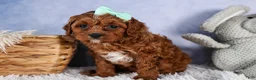 Cavapoo dogs for sale: GEORGE - Ad 14