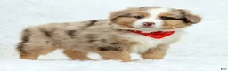 Australian Shepherd dogs for sale: Jayce - Ad 9