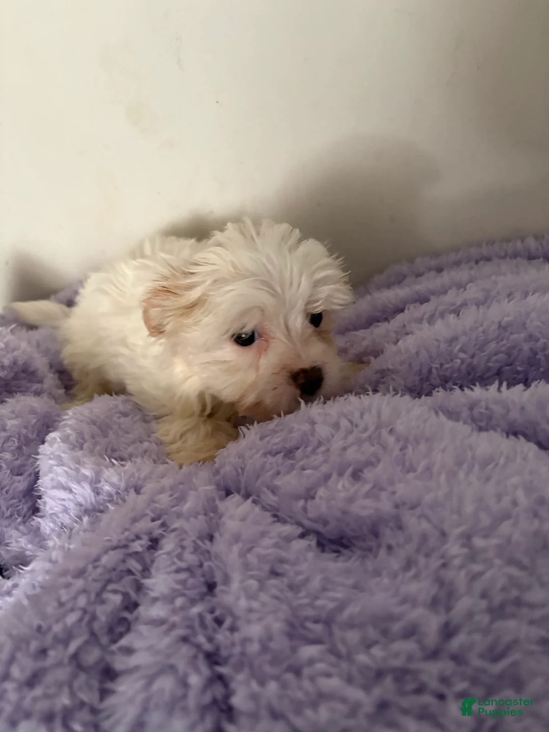 Morkie dogs for sale: Buttercup - Ad 1
