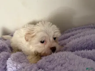 Morkie dogs Buttercup - Ad 25