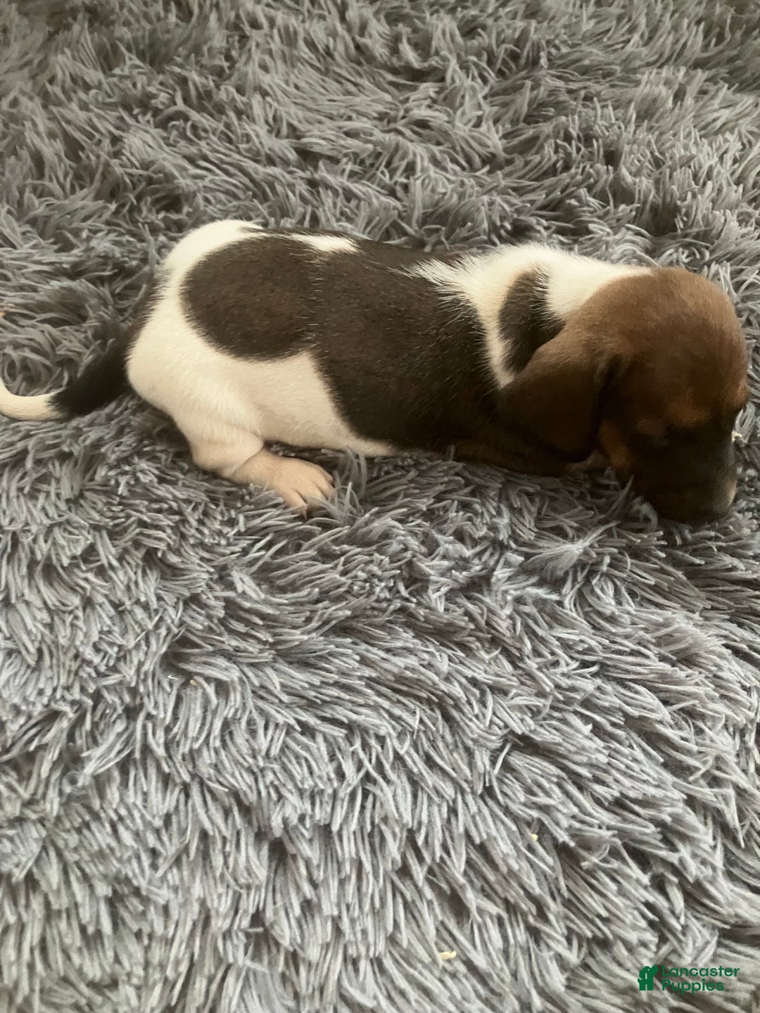 Miniature Dachshund dogs for sale: Akc katura - Ad 3